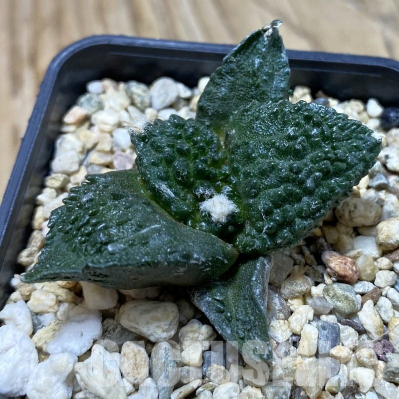 SH20821 Ariocarpus fissuratus ‘Godzilla’ hybrid, seedling