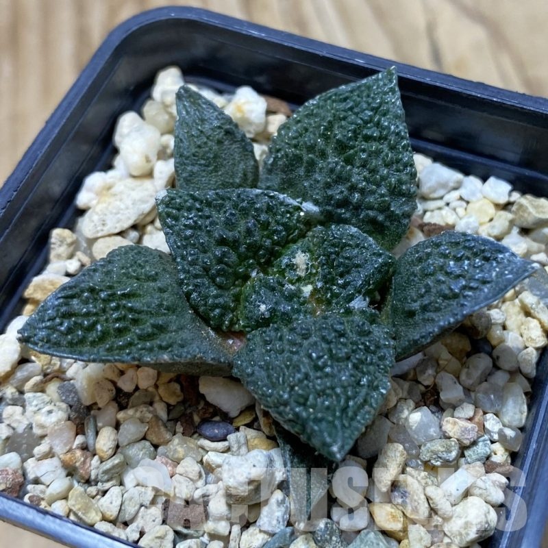 SH20822 Ariocarpus fissuratus 'Godzilla' hybrid, seedling