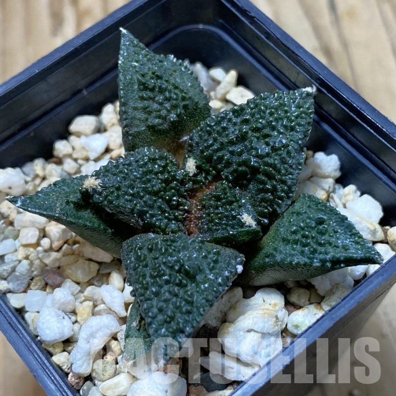 SH20823 Ariocarpus fissuratus 'Godzilla' hybrid, seedling