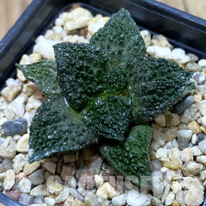 SH20983 Ariocarpus fissuratus 'Godzilla' hybrid, seedling