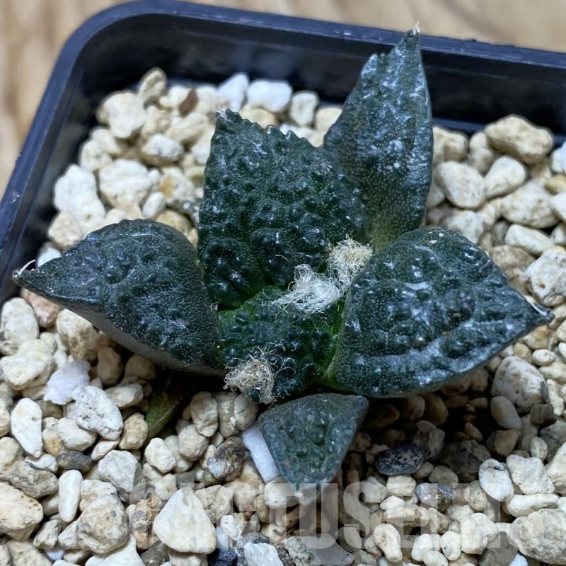 SH21695 Ariocarpus fissuratus ‘Godzilla’ hybrid, seedling