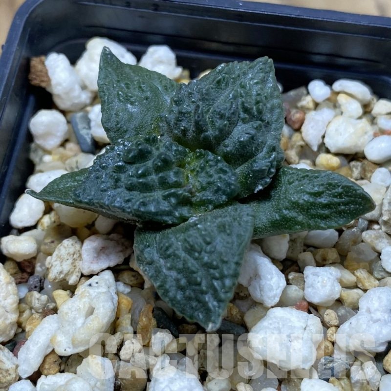 SH21939 Ariocarpus fissuratus ‘Godzilla’ hybrid, seedling