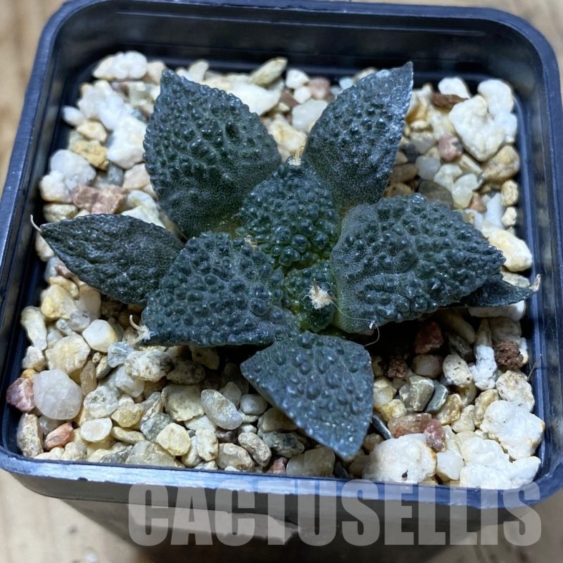SH21940 Ariocarpus fissuratus 'Godzilla' hybrid, seedling
