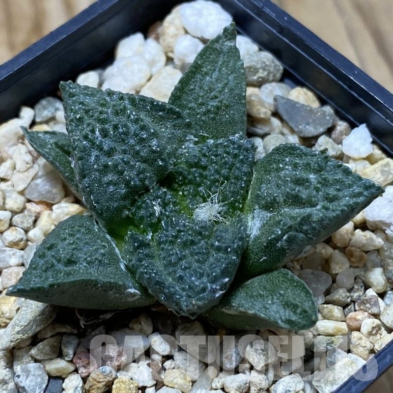 SH22078 Ariocarpus fissuratus ‘Godzilla’ hybrid, seedling