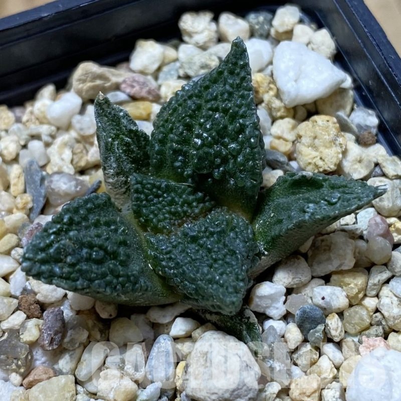 SH22270 Ariocarpus fissuratus ‘Godzilla’ hybrid, seedling