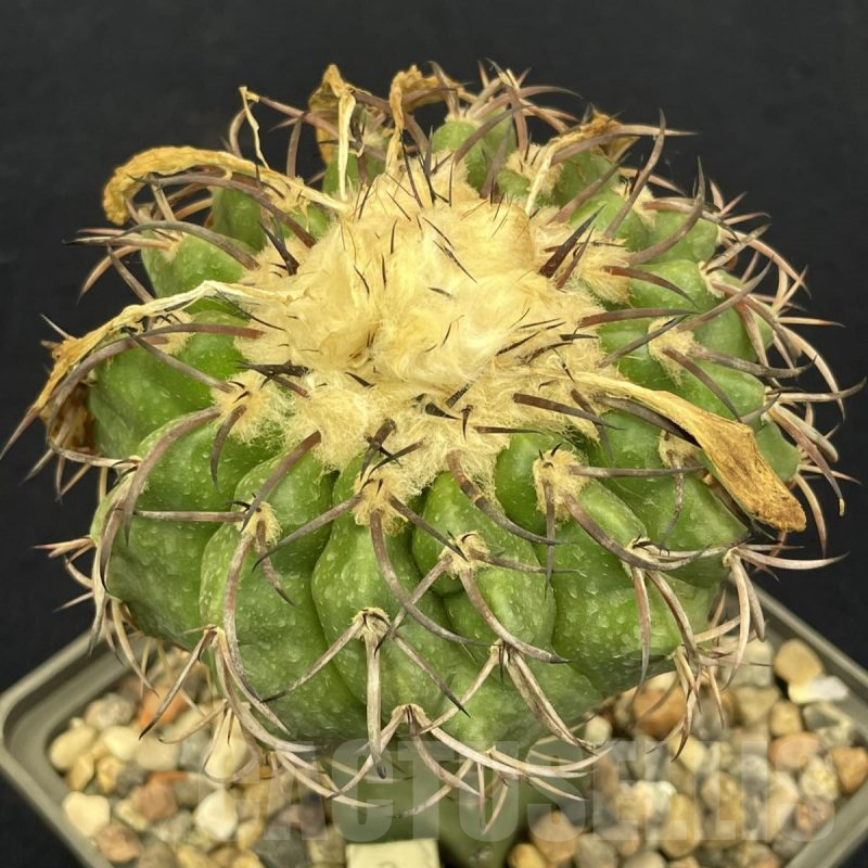 LOT805 10 SEEDS Discocactus chrystalophylus MH-580, 2024