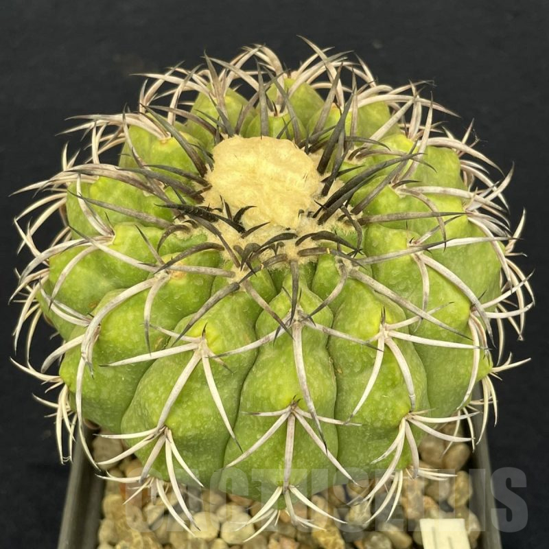 LOT806 10 SEEDS Discocactus chrystalophylus HU582, 2024