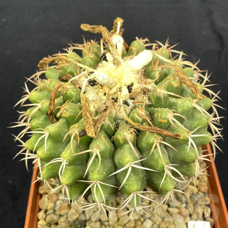 LOT813 10 SEEDS Discocactus subviridigriseus HU438, 2024
