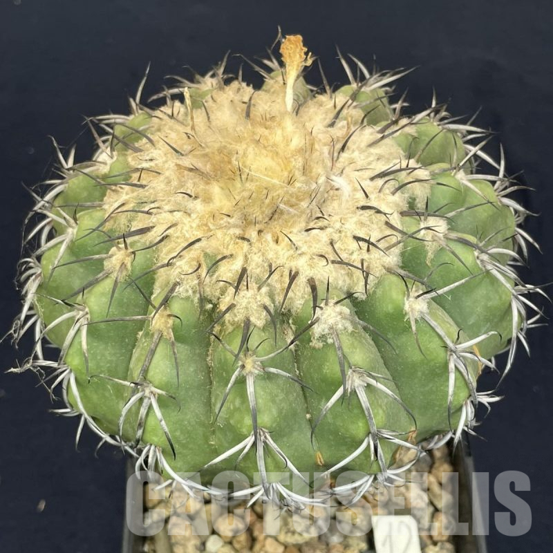 LOT814 10 SEEDS Discocactus tricornis v.deflexispinus, 2024