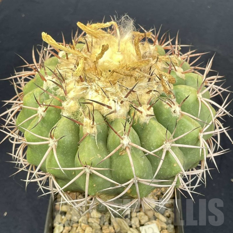 LOT815 10 SEEDS Discocactus sp. De Crominea, 2024