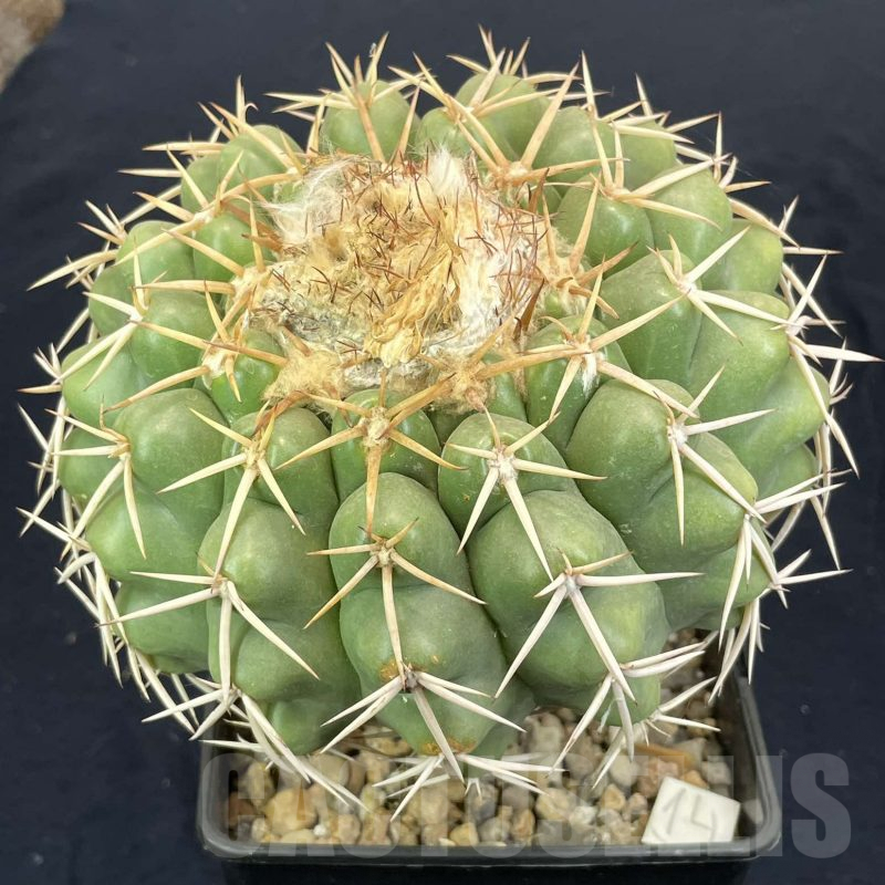 LOT816 10 SEEDS Discocactus nigriseatosus HU448, 2024