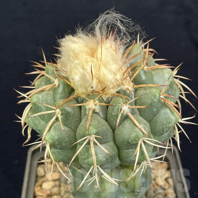 LOT817 10 SEEDS Discocactus sp. MH754 -Fazenda Rancho Da Serra Bahia, 2024