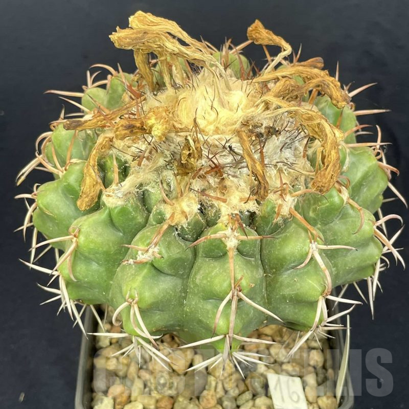 LOT818 10 SEEDS Discocactus mammulosus, 2024