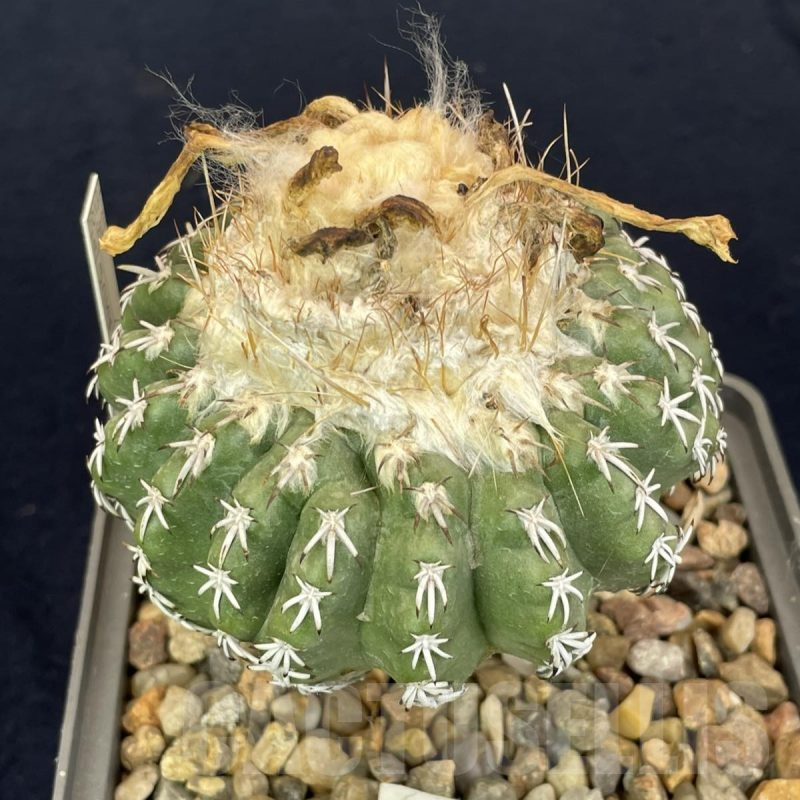LOT819 10 SEEDS Discocactus woutersianus, 2024