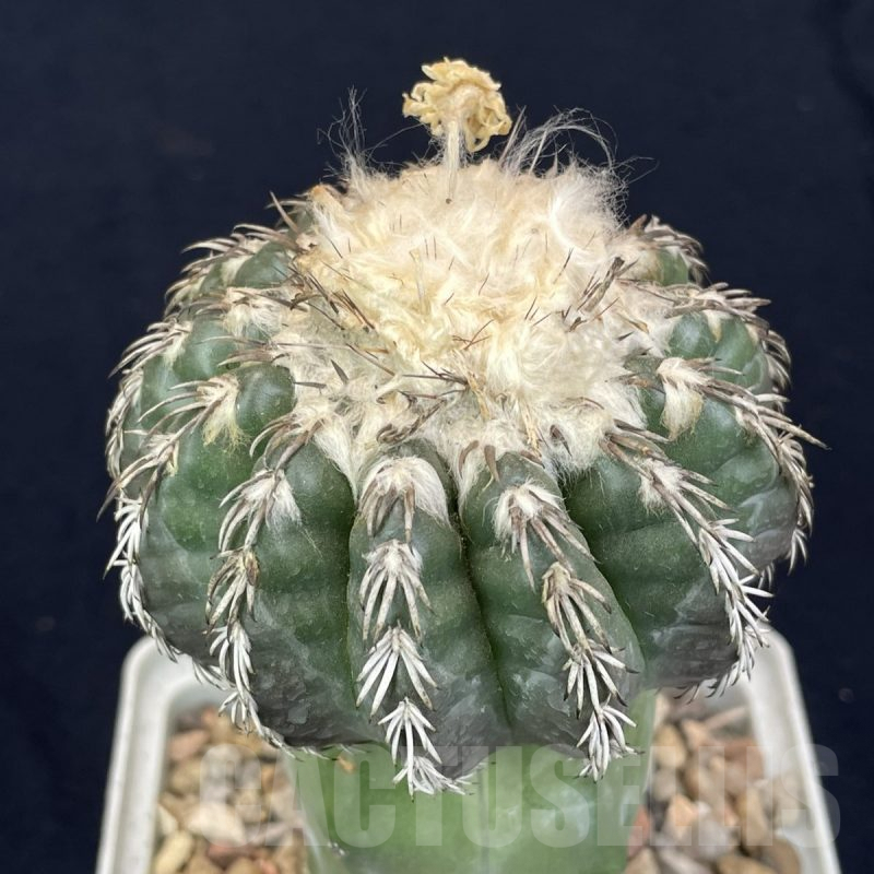 LOT820 10 SEEDS Discocactus woutersianus x Discocactus horstii F2, 2024