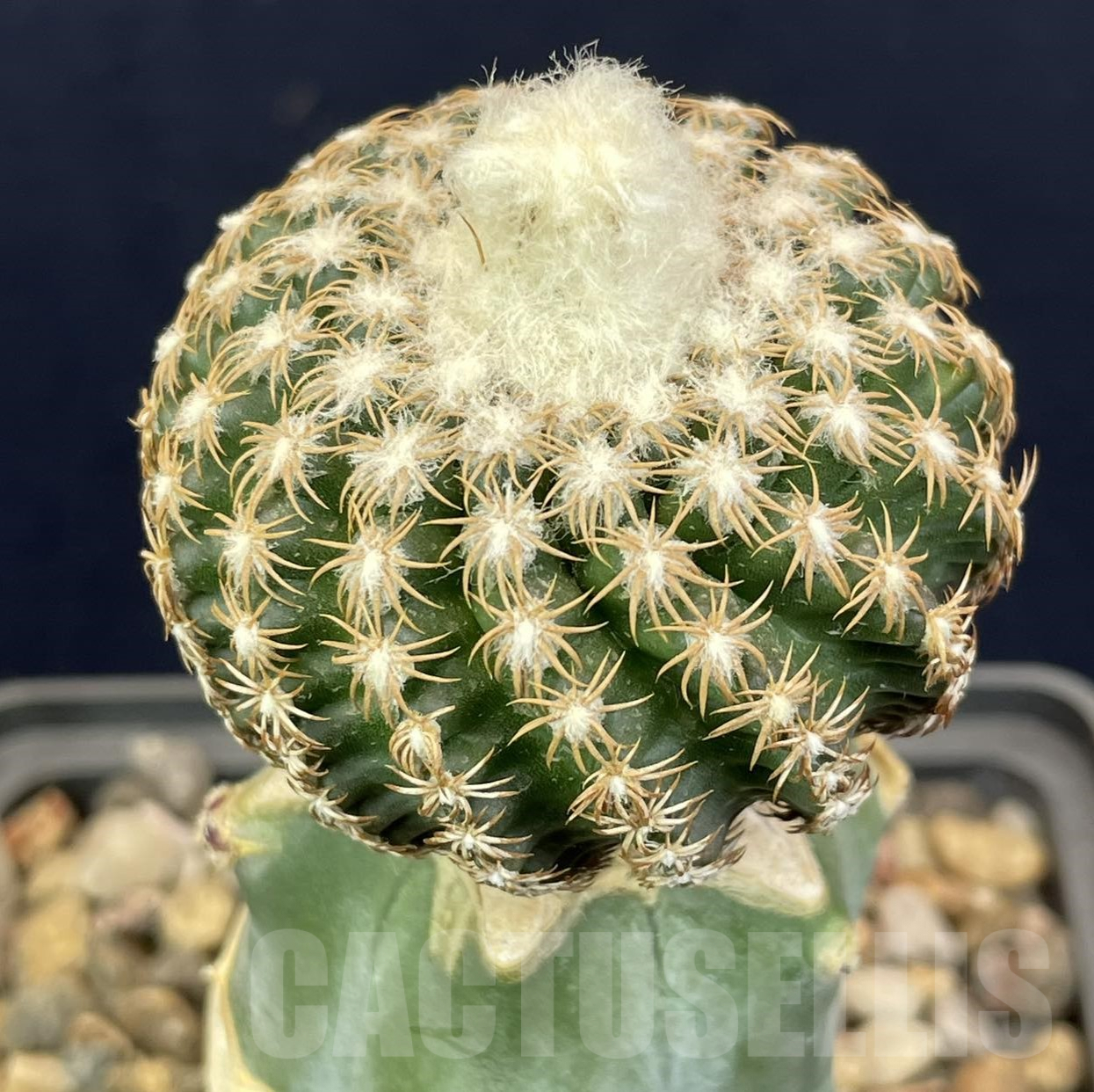 LOT821 10 SEEDS Discocactus horstii x araneispinus F2, 2024 - Image 2