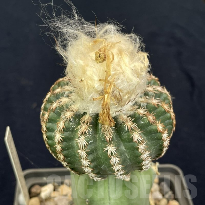 LOT821 10 SEEDS Discocactus horstii x araneispinus F2, 2024