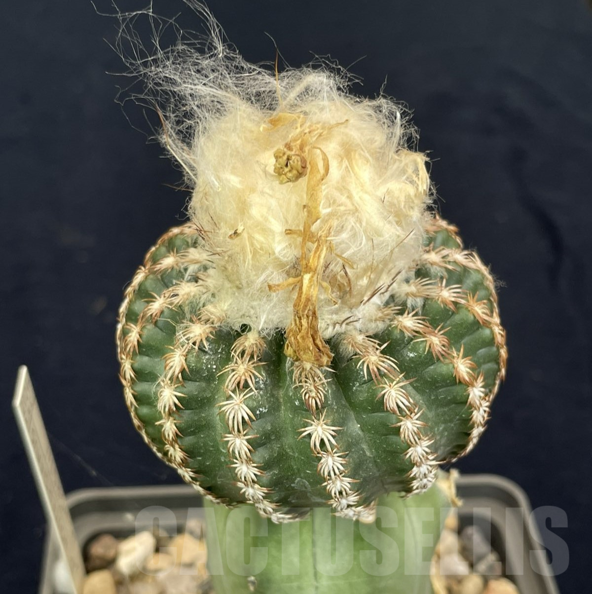 LOT821 10 SEEDS Discocactus horstii x araneispinus F2, 2024