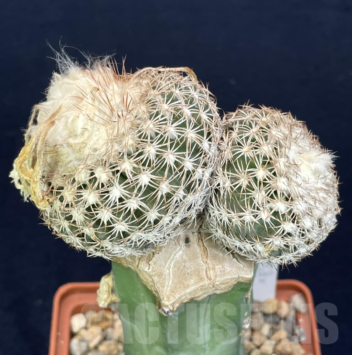 LOT822 10 SEEDS Discocactus araneispinus x horstii, 2024 - Image 2