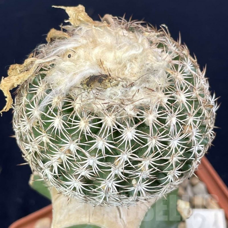 LOT822 10 SEEDS Discocactus araneispinus x horstii, 2024