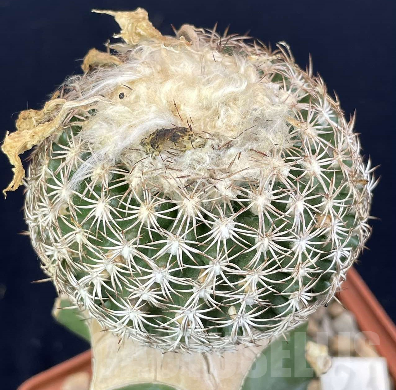 LOT822 10 SEEDS Discocactus araneispinus x horstii, 2024