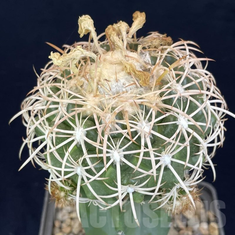 LOT823 10 SEEDS Discocactus petr-halferi MH725, 2024