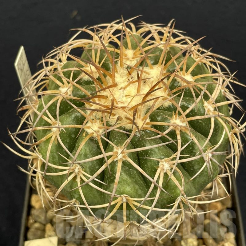LOT825 10 SEEDS Discocactus bahiensis, 2024