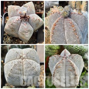 LOT847 10SEEDS Astrophytum myriostigma 'Onzuka' V-TYPE 2025