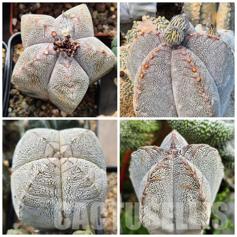LOT847 10SEEDS Astrophytum myriostigma ‘Onzuka’ V-TYPE 2025