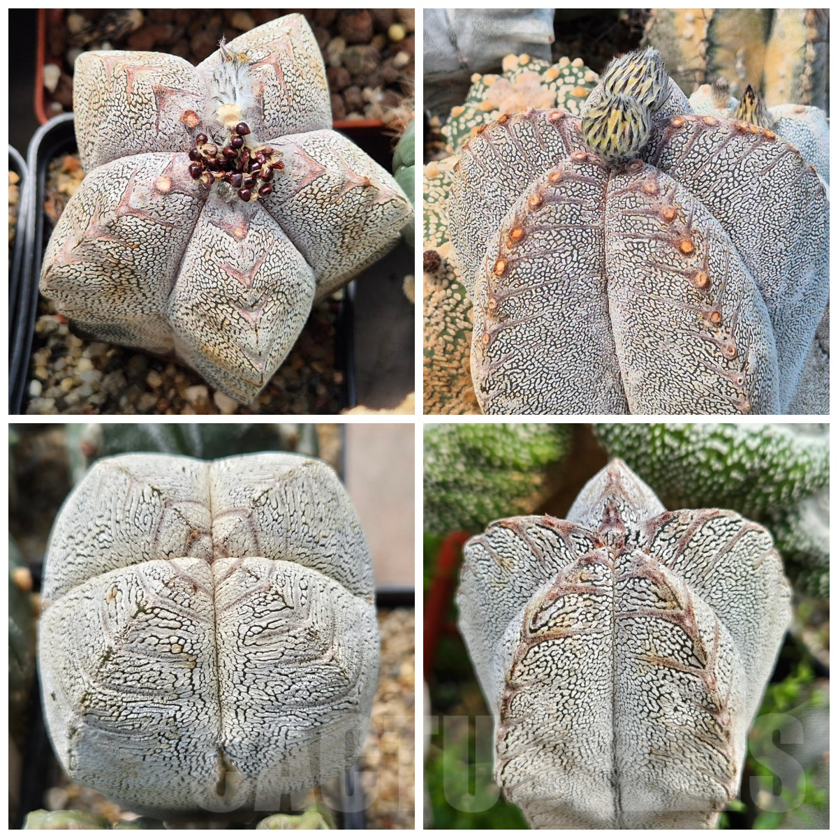 LOT847 10SEEDS Astrophytum myriostigma ‘Onzuka’ V-TYPE 2025