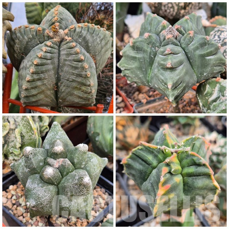 LOT848 10SEEDS Astrophytum myriostigma ‘Kikko’  2025