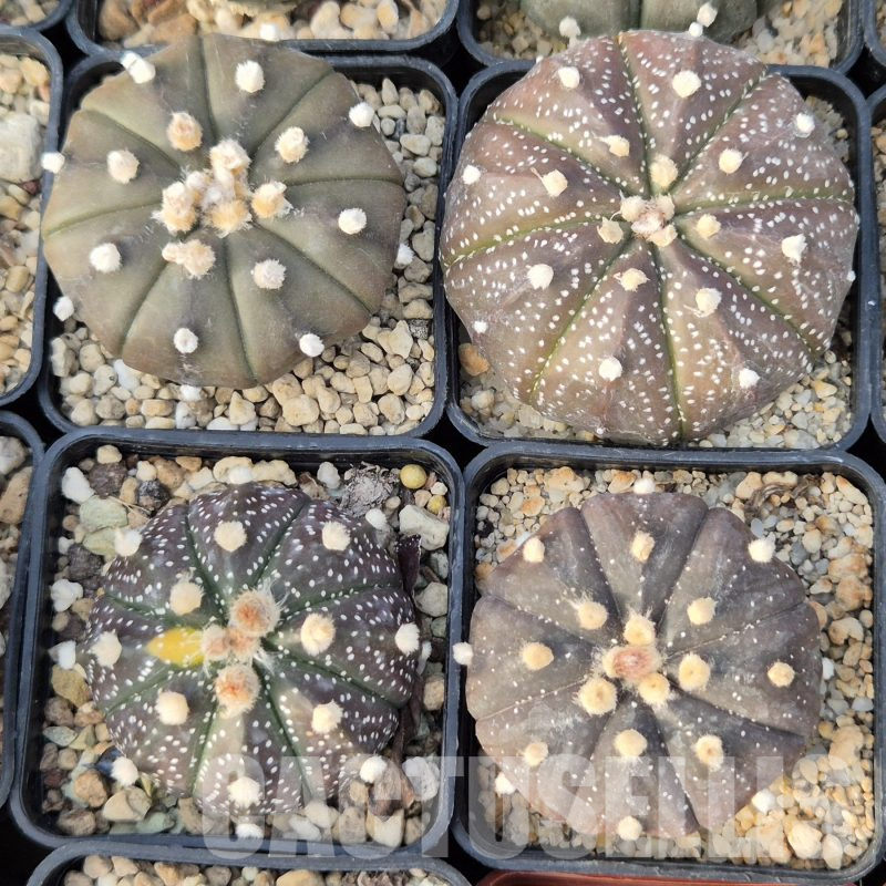 LOT849 10SEEDS Astrophytum asterias ‘Purple Skin’  2025