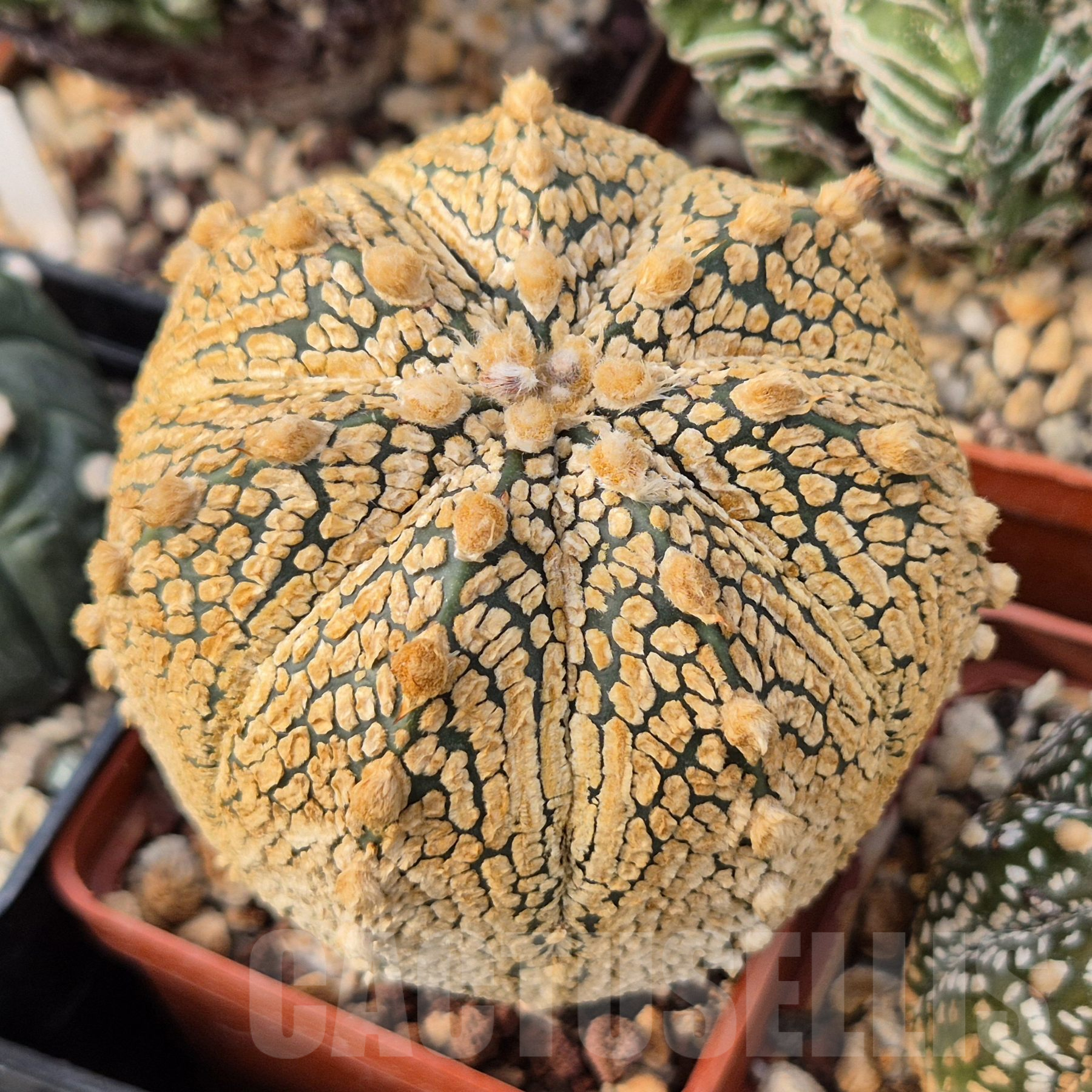 その他 OZWRT Spirit of Astrophytum その他 OZWRT Spirit of Astrophytum 2025年最新】ozwrt spirit