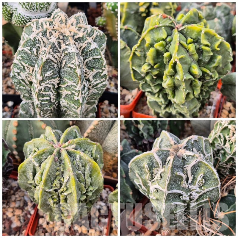 LOT851 10SEEDS  Astrophytum myriostigma ‘Fukuryu’ 2025