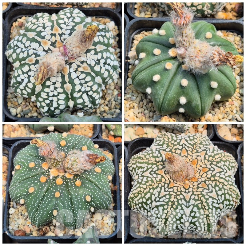 LOT852 10SEEDS Astrophytum asterias ‘Star Shape’ mix 2025