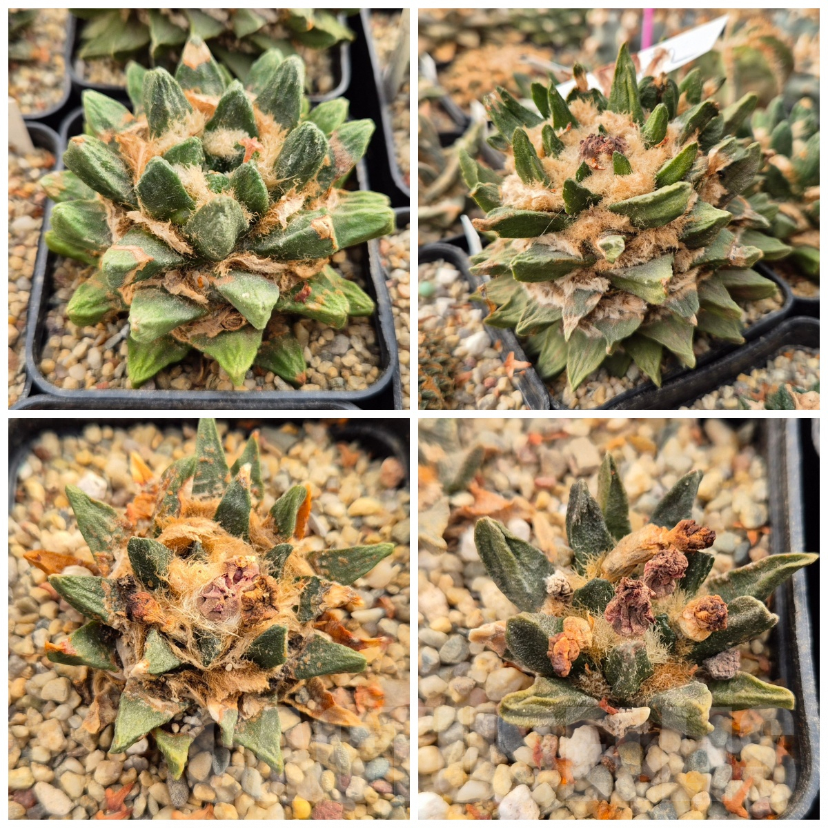 LOT860 10 SEEDS Ariocarpus scapharostrus 2024 year