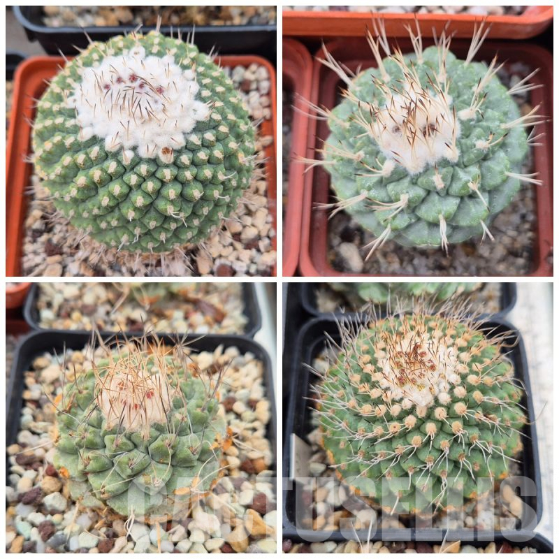 LOT862 100SEEDS Strombocactus disciformis, 2025