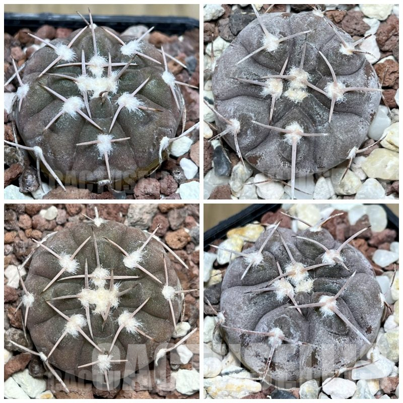 LOT863 20SEEDS Gymnocalycium glaucum P36, 2025