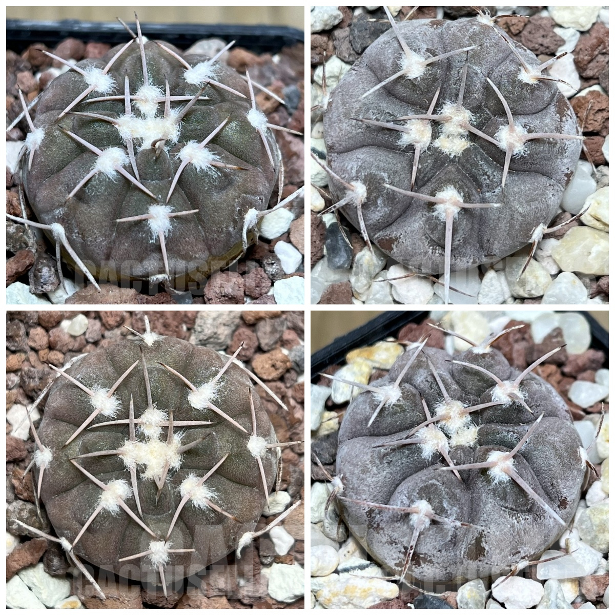 LOT863 20SEEDS Gymnocalycium glaucum P36, 2025