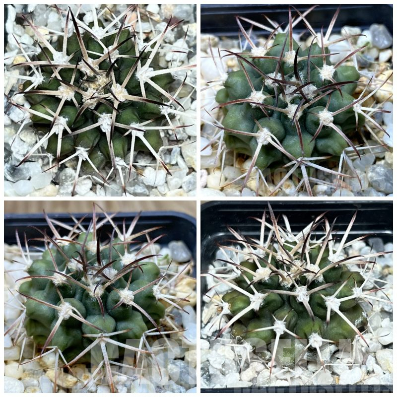 LOT865 20SEEDS Gymnocalycium delaetii, 2025