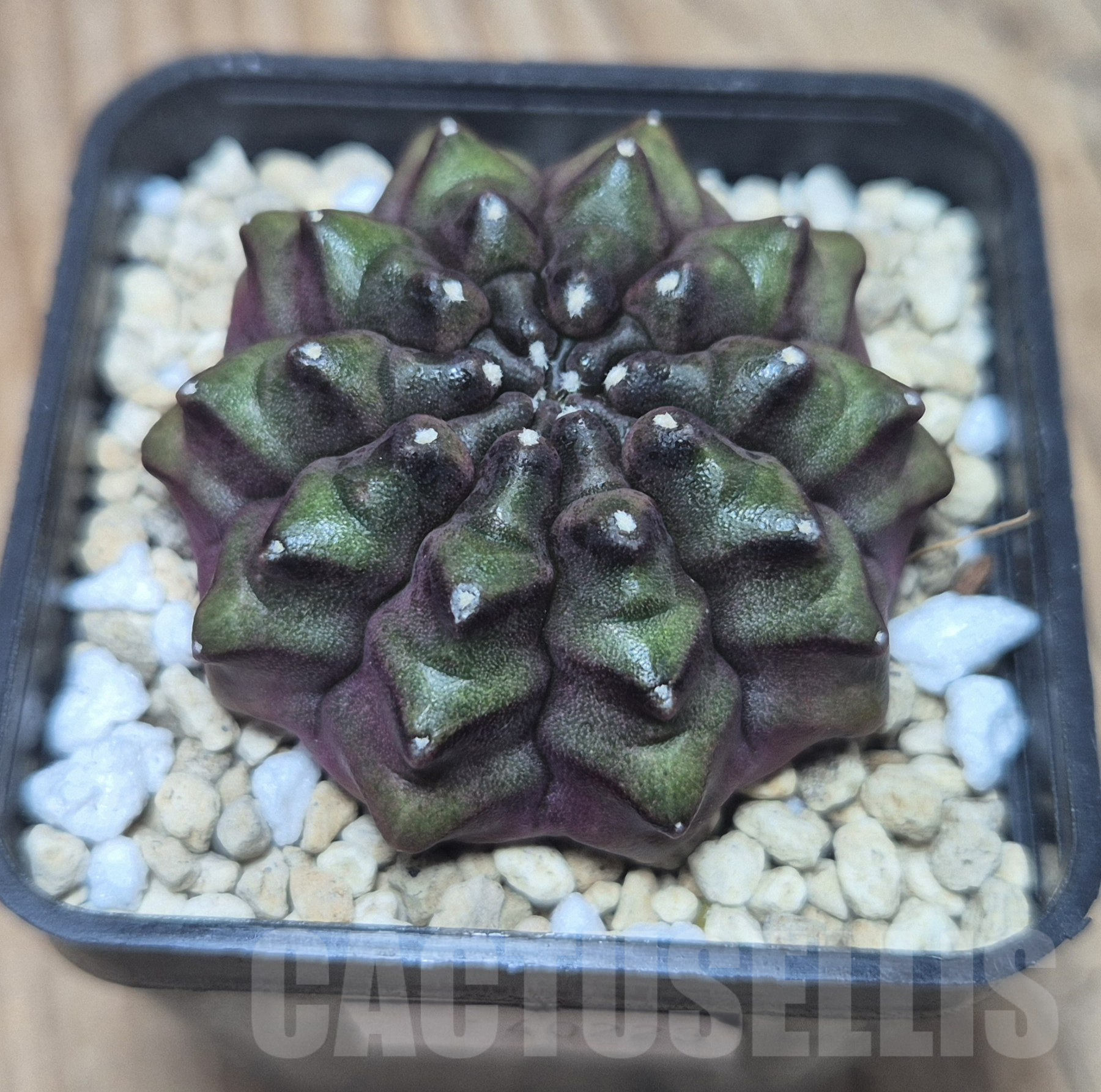 SH095 Gymnocalycium mihanovichii ‘inermis’ Black form, seedling - Image 2