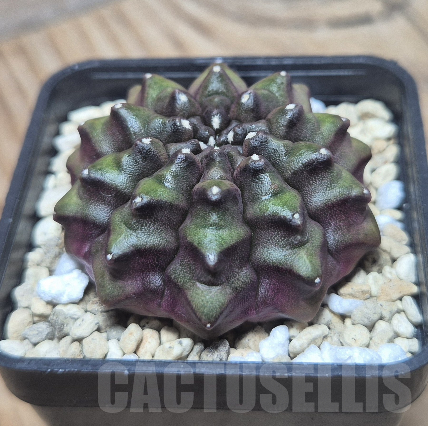 SH095 Gymnocalycium mihanovichii ‘inermis’ Black form, seedling