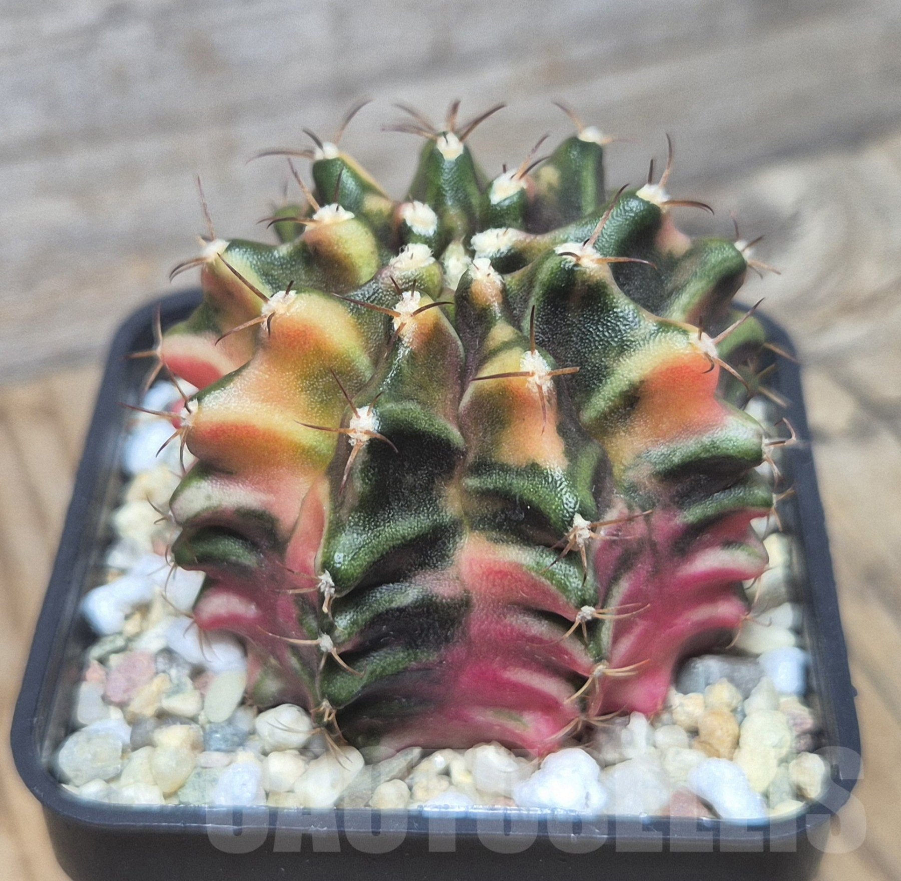 SH106 Gymnocalycium mihanovichii ‘Transformer’ f. variegata hybrid, seedling