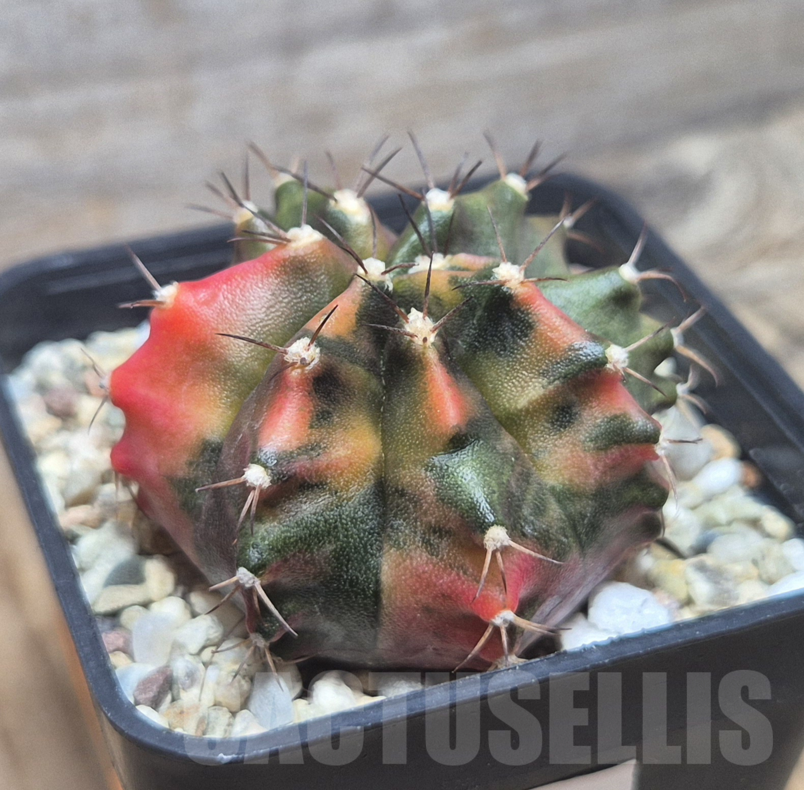 SH108 Gymnocalycium mihanovichii ‘Transformer’ f. variegata hybrid, seedling
