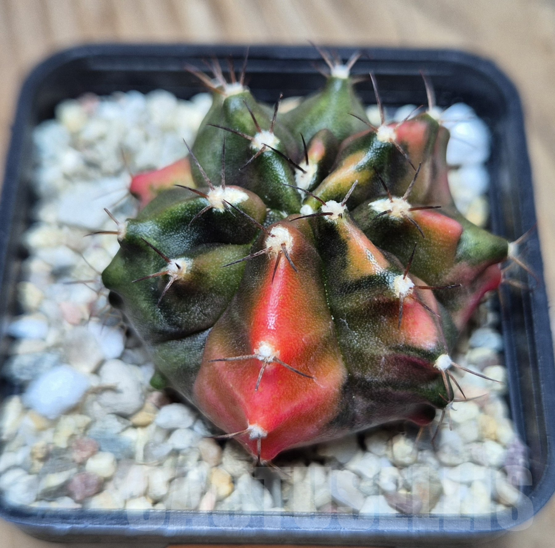 SH108 Gymnocalycium mihanovichii ‘Transformer’ f. variegata hybrid, seedling - Image 2