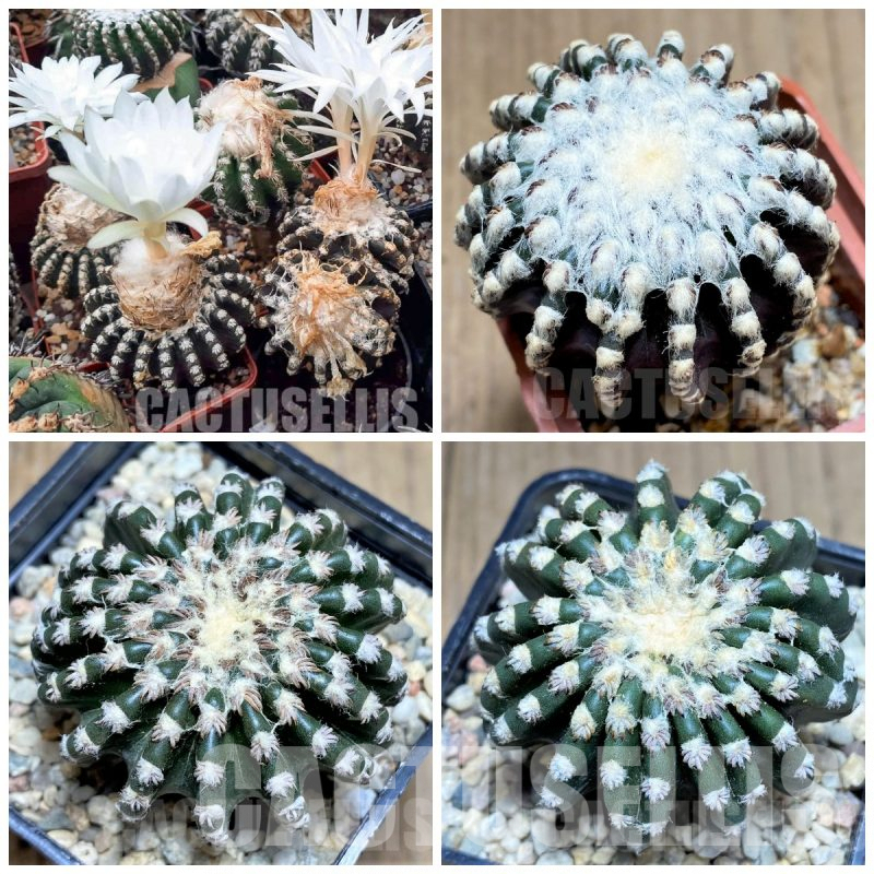 LOT829 100 SEEDS Discocactus horstii, 2024