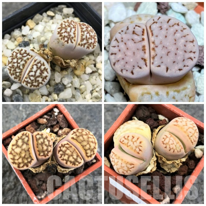LOT827 50 SEEDS Lithops  julii f. reticulata, 2024