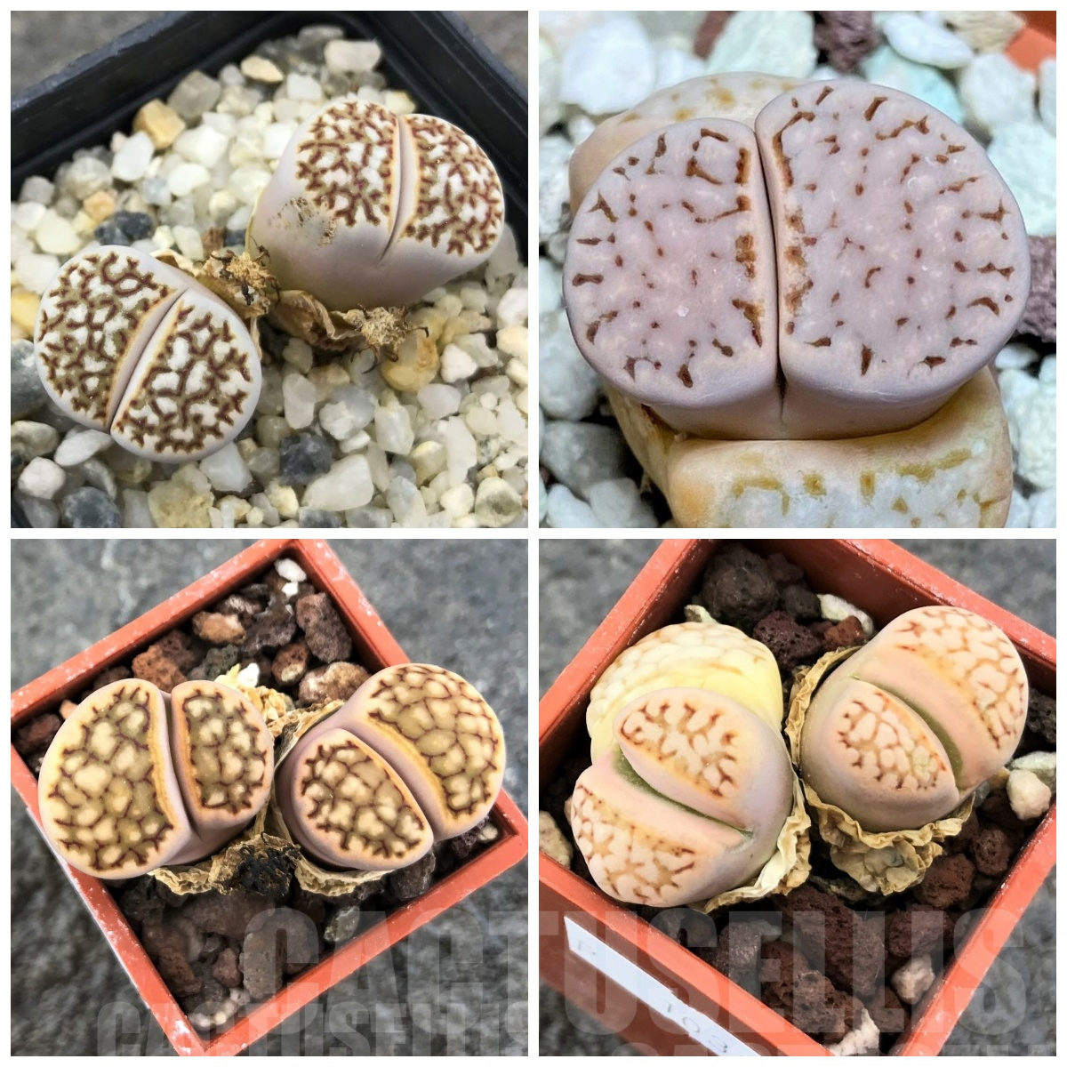 LOT827 50 SEEDS Lithops julii f. reticulata, 2024