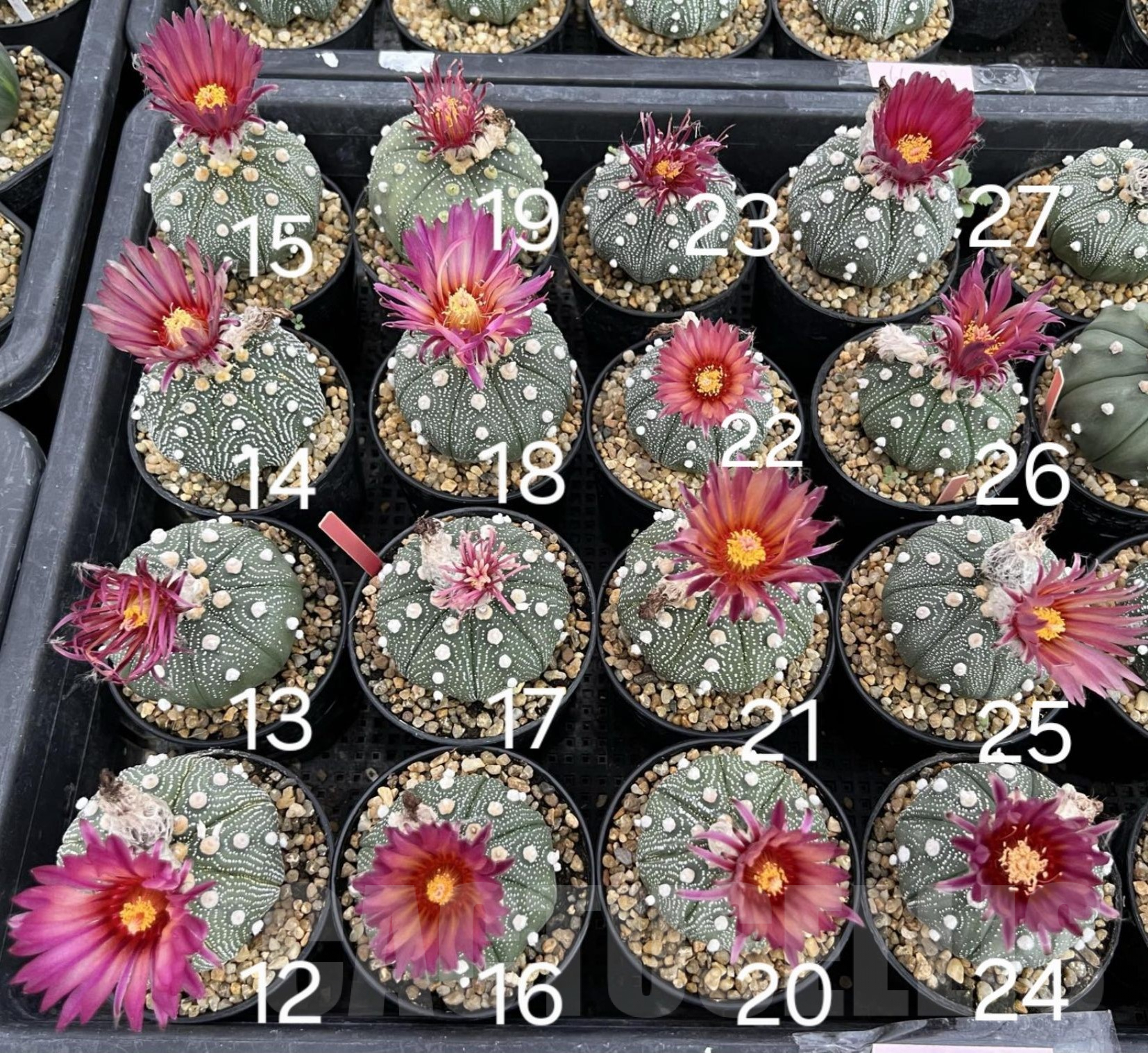 SH119 Astrophytum asterias ‘Super Kabuto’ ‘Shinshowa’ clon 17