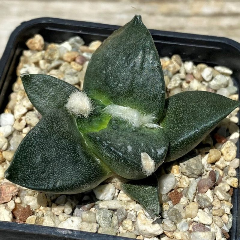 SH11254 Ariocarpus fissuratus ‘Godzilla’ hybrid, seedling